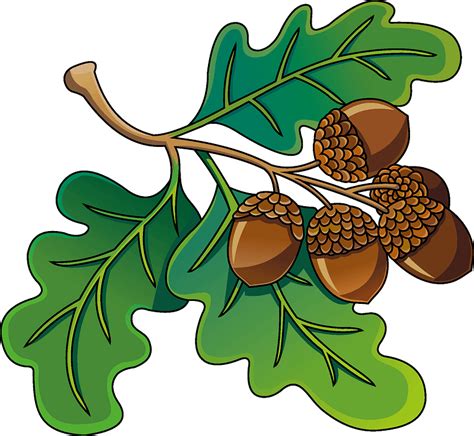 clip art acorn